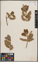 Foto von Salix caprea L.